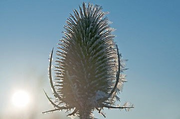 Image showing teasel on frost