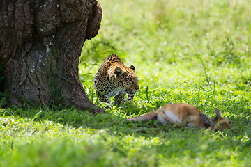 Image showing Leopard kill