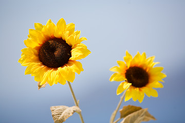 Image showing Sunflowers