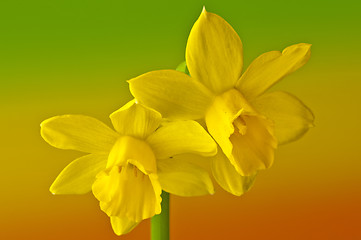 Image showing Daffodil