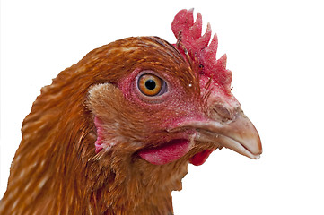 Image showing chicken