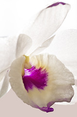 Image showing Dendrobium orchid