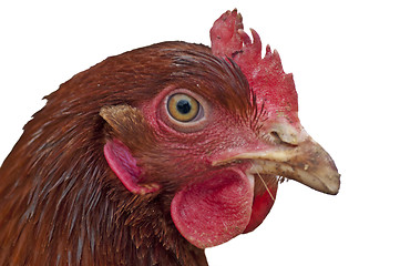 Image showing chicken