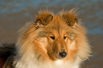 Image showing collie in morning sun