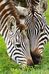 Image showing Zebras