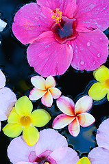 Image showing Tropical flowers in water