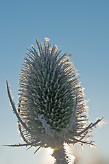 Image showing teasel on frost