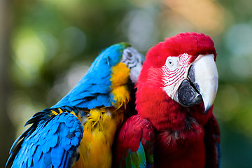 Image showing Colorful macaw parrots