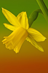 Image showing Daffodil