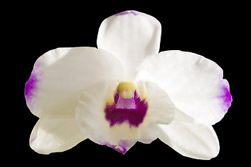 Image showing Dendrobium orchid