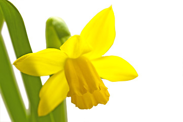 Image showing Daffodil