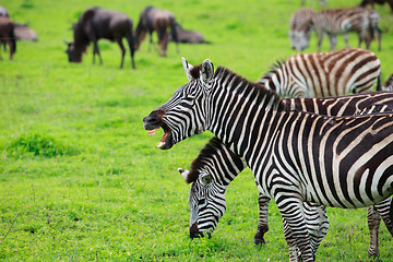 Image showing Zebra showing teeth