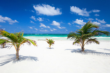 Image showing Coconut palms at beach