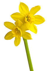 Image showing Daffodil