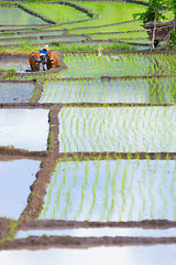 Image showing Bali countryside scene