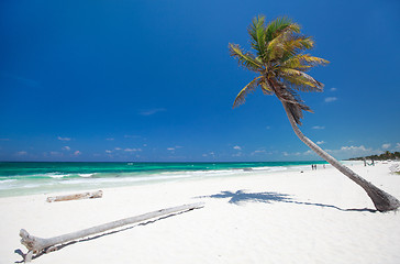 Image showing Coconut palm at beach