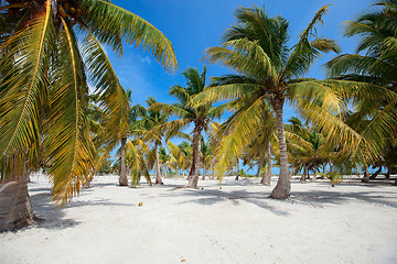 Image showing Palm trees