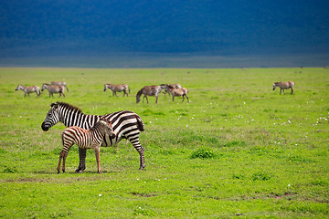 Image showing Zebras