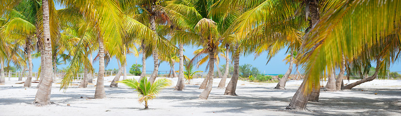 Image showing Palm trees