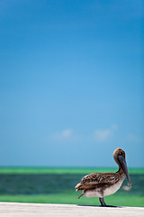 Image showing Brown pelican