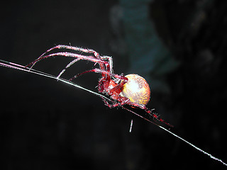 Image showing Spider