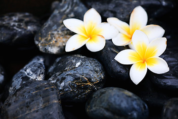 Image showing Frangipani flowers and spa stones