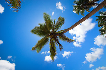 Image showing Palm trees