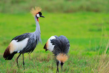 Image showing Black Crowned Crane