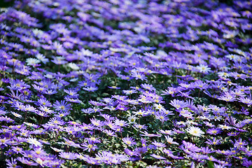 Image showing Blue flowers