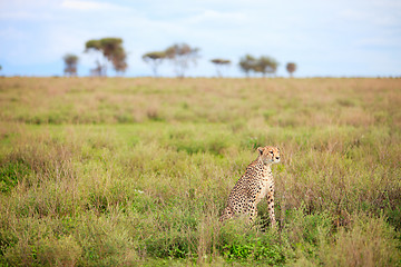 Image showing Cheetah