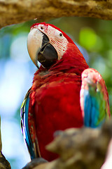 Image showing Parrot