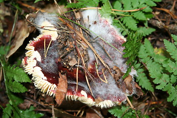 Image showing Red fungus under leaves and spines