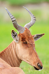 Image showing Closeup portrait of hartebeest antelope