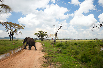 Image showing Elephant