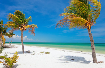 Image showing Coconut palms at beach