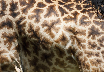 Image showing Giraffe skin