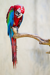 Image showing Colorful macaw parrot