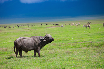 Image showing Buffalo in Ngorongoro crater Tanzania