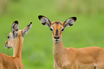 Image showing Impala