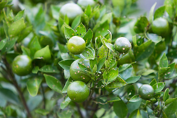 Image showing Tangerines on tree branch