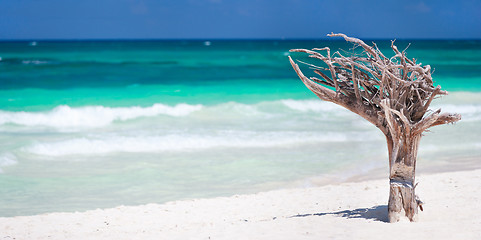 Image showing Caribbean beach