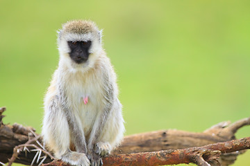 Image showing Monkey