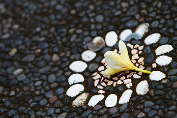 Image showing Frangipani flower