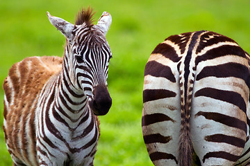 Image showing Zebras