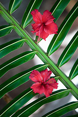 Image showing Tropical flowers background