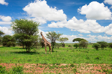 Image showing Tarangire landscape in Tanzania