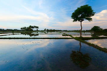 Image showing Rice field