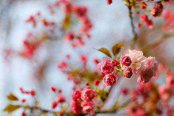 Image showing Wild cherry