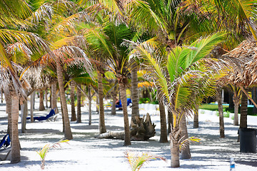 Image showing Palm trees