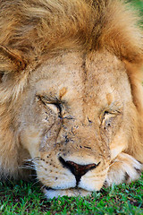 Image showing Lion